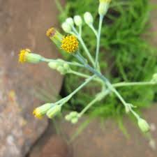 Image result for Senecio oxyriifolius