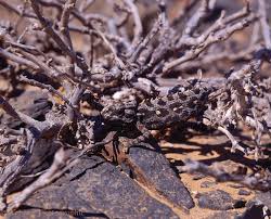 Image result for chameleon camouflage