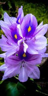 Strange flowers unusual flowers rare flowers flowers nature hibiscus plant hibiscus flowers tropical flowers tiger lily flowers beautiful rose flowers. Pin On Exotic Plants