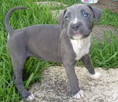 My Blue Ivy Grey Pitbull Puppies Pitbull Terrier Pitbulls