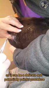 Image result for cuterebriasis in dogs