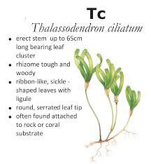 Image result for Thalassodendron ciliatum