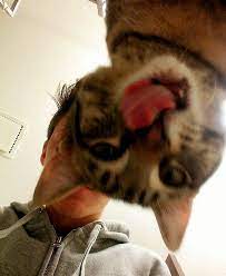30 Hilariously Cute Cat Photobombs That Will Be Yours Todays Dose Of Fun Bemethis Funny Cute Cats Cute Cats Funny Animals