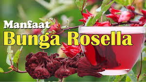 Maybe you would like to learn more about one of these? Manfaat Bunga Rosella Dan Cara Membuat Teh Rosella Youtube