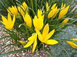 L'hemerocallis è una splendida pianta bulbosa conosciuta soprattutto per la bellezza dei suoi fiori, che si presentano con colori vivaci nel periodo tardo . Crochi Autunno Bulbi Coltivare I Crochi In Autunno