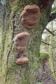 Image result for Phellinus rimosus