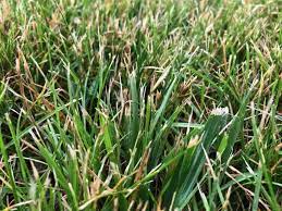 Sharpening lawn mower blades can you sharpen lawn mower blades without detaching them from the mower? How To Sharpen Lawn Mower Blades Green S Lawncare Property Services