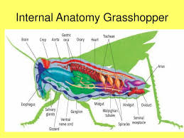 Finally, while many insects pass through the marsh, we chose to focus solely on the grasshopper, which directly interacts with spartina alterniflora. Ppt Chapter 36 Arthropods Chapter 37 Insects Powerpoint Presentation Id 214756