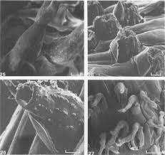 Image result for Nesaea sarcophylla