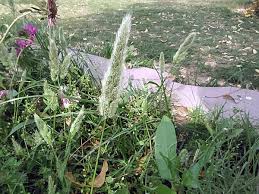 Image result for Polypogon monspeliensis