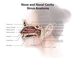 The nasal cavity is located just behind the two nostrils and forms the inside of the nose. Nose And Nasal Cavity Sinus Anatomy Cribriform Plate Background Stock Photo 173519258