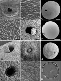 Image result for Andropogon perligulatus