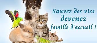 Association spa dans le département aveyron (12) pour adopter des chiens et chats. 1 Toit Pour Toi Association 1 Toit Pour Toi Recherche Famille D Accueil