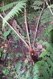 Image result for Cyathea manniana