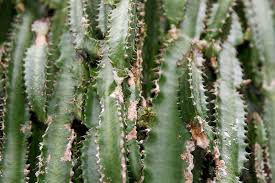 Image result for Euphorbia kilwana