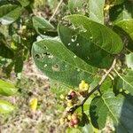 Image result for Antidesma venosum