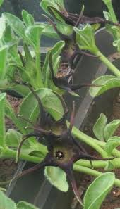 Image result for Brachystelma