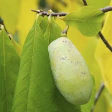 About Pawpaw Trees Tips For Planting A Pawpaw Tree The Aromatic Pawpaw Fruit Has A Tropical Flavor To Enjoy The Growing Fruit Trees Paw Paw Tree Tree Care