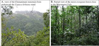 Image result for Memecylon rovumense