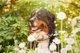 Check spelling or type a new query. 4 Signs Your Pet Could Be Suffering From Allergies Vet In Toney Countryside Veterinary Hospital