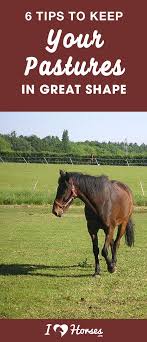6 Tips To Keep Your Horse Pasture In Great Shape Horses Horse Care Horse Manure