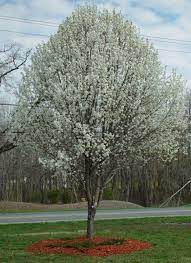 The bradford pear tree is a cultivar of the callery pear, a tree were once planted throughout urban and suburban landscapes. Ornamental Bradford Pear Tree Is Crowding Out Native Trees News Goshennews Com