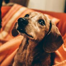 Every lonely place i go raggedy ann: Hearts Flowers Song By Jeff Kaale Spotify