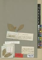 Image result for Glyphaea