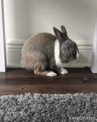 C Est L Heur De Dodo Cute Funny Animals Animals Cute Animals