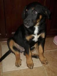 Black Bernese Mountain Dog Poodle Mix Bernese Mountain Dog And Black Lab Mix Puppy So Cute I Can See The Bernese But Not The Black Lab But Still So Cute Lab Mix Puppies Lab Dogs Cute Dogs