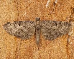 Image result for Eupithecia subfuscata