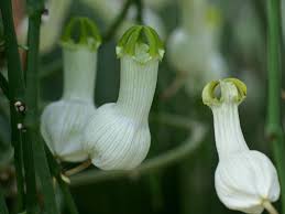 Image result for Ceropegia nutans