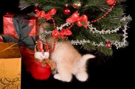 Before you decide between your plants and your pets it's worth giving it a shot to see how your cat reacts, but keep in now 5 years later we also (big boi is 11 now) have a kitten who weve started training (shes 8 months) to listen to. How To Keep Kitty Out Of The Christmas Tree Cats International