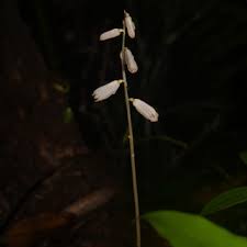 Image result for Gastrodia rwandensis