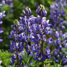 Image result for Lupinus mexicanus
