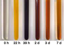 Image result for Campylospermum densiflorum