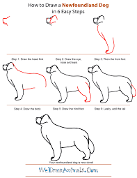 How To Draw A Newfoundland Dog