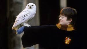 Jk Rowling Minta Penggemar Tidak Pelihara Burung Hantu Suara Surabaya