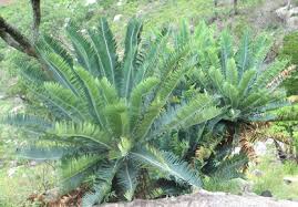 Image result for Encephalartos munchii