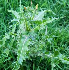 Image result for Sonchus oleraceus