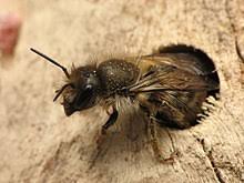 Mason bee cocoons can be released when temperatures reach above 50°f consistently in your area. Mason Bee Wikipedia