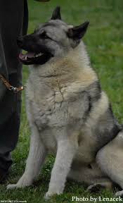 Image result for norský losí pes šedý
