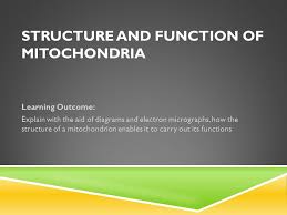 Check spelling or type a new query. Structure And Function Of Mitochondria Ppt Video Online Download