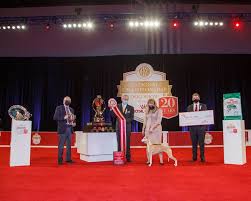 Clubs and participants are encouraged to view the akc performance. Whippet Bourbon Wins Best In Show At 20th Akc National Championship Presented By Royal Canin