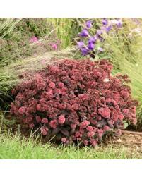 Image result for Pachycarpus spurius