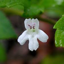 Image result for Clinopodium