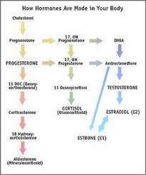 Hormone Cascade Hormone Imbalance Estrogen Dominance