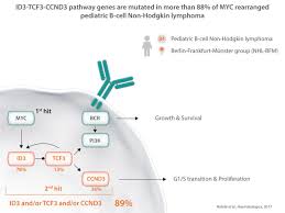Symptoms may include fever, night sweats, and weight loss. Haematologica On Twitter Exploring Id3 Tcf3 Ccnd3 Pathway Genes In Myc Rearranged Pediatric B Cell Non Hodgkin Lymphoma Patients Https T Co 4cnyb9xhvc Https T Co Wkjcsgzqr3