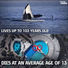 Blackfish Orcas In The Wild Vs Captive Severe Difference In Life Expectancy Empty The Tanks Animal Activist Animal Abuse Animals
