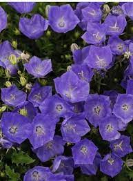 Campanula Carpatica Pearl Deep Blue Aka Bellflower These Delicate Looking Perennials Are Low Growing But Fast Spreading Tolera Plants Campanula Perennials